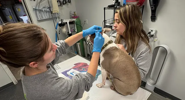 The Falls Vet Care team examining a dog