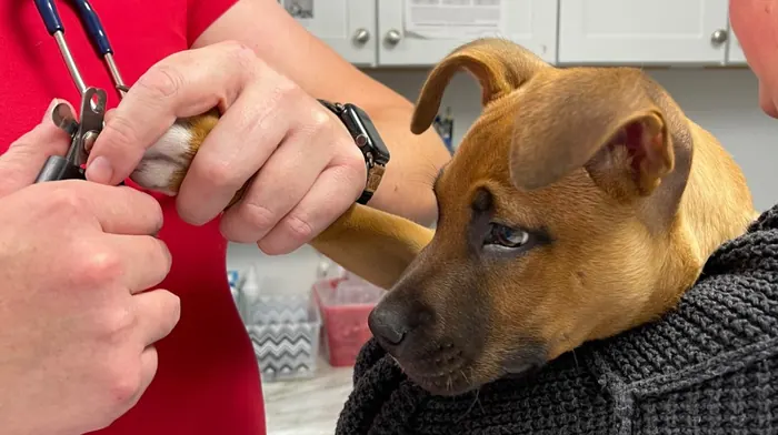 A puppy getting a nail trim